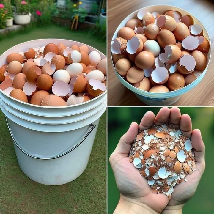 Gitua 6 stuks sepiaschalen voor schildpadden, 11-12 cm sepia-schalen voor vogels, reptielen, bartagamen en slakken, natuurlijk calcium en minerale voorziening